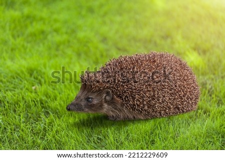 Cute baby hedgehog  outdoor on green grass
