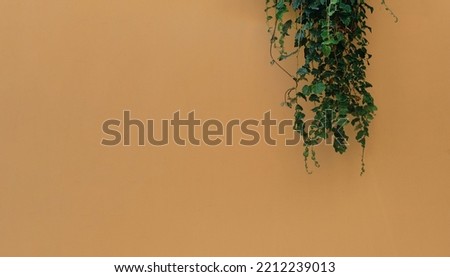 Branches of ivy or bindweed plant on a peach colored wall, idea for background or splash screen for advertising with free space