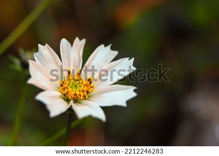 Close-up - Cosmea with white-pink petals and yellow stamens.