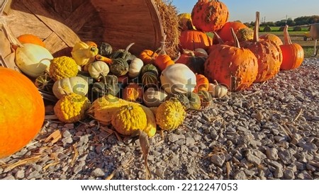 Pumpkin harvest and Thanksgiving Day season. Baskets decorated with pumpkins and gourds for agritourism or agrotourism. Holiday Autumn festival scene and celebration of fall at golden hour. 