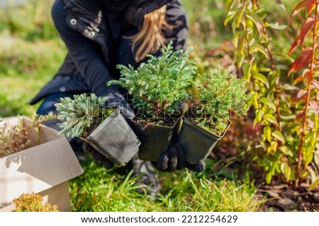 Gardener holds blue evergreen plants in containers. Blue star juniper, mr bowling ball arborvitae, Boulevard Cypress. Fall planting in garden Royalty-Free Stock Photo #2212254629