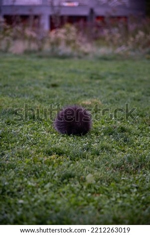 baby porcupine in grass at night