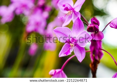 
different types of orchid flowers