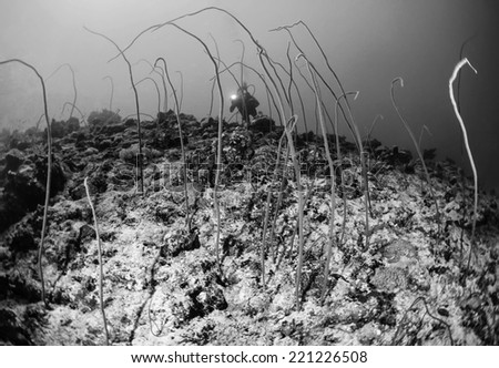 SUDAN, Red Sea, U.W. photo, Whip gorgonians (Junceella sp.) - FILM SCAN