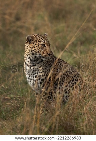 Closeup of a leopard, Masai Mara. 