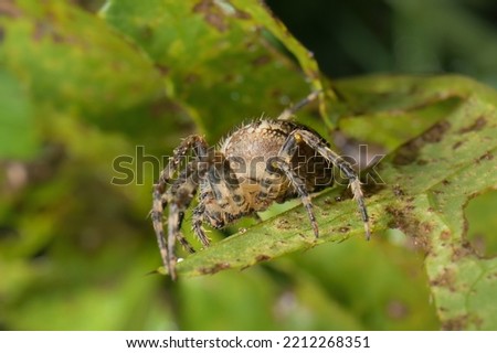 European garden spider on a leaf