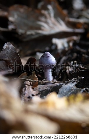 Inocybe geophylla paganka mushroom. Purple mushroom in autumn.