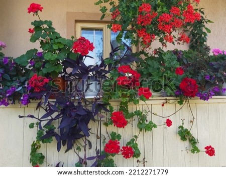 Flowers in front of the window. Peasant house with many flowers in pots.