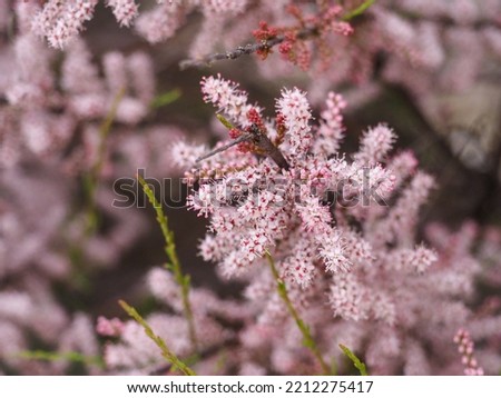 Tamarix Ramosissima Pink Cascade whitish pink flowers close up. Leaves are pale green scale-like, feathery. Tamarisk or Salt Cedar, arching shrub ornamental, flowering plant of the family Tamaricaceae Royalty-Free Stock Photo #2212275417