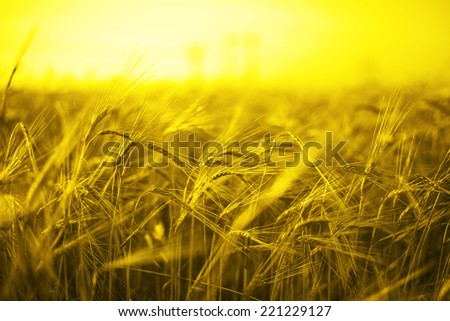 backdrop of ripening ears of yellow wheat field on sunset orange sky background of  setting sun on horizon Idea of raw materials for food, rich harvest home heavy crop, harvesting, golden sunny spike 