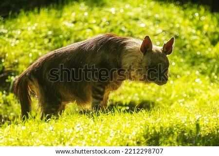 brown hyena (Parahyaena brunnea), also called strandwolf on the grass in the sunlight