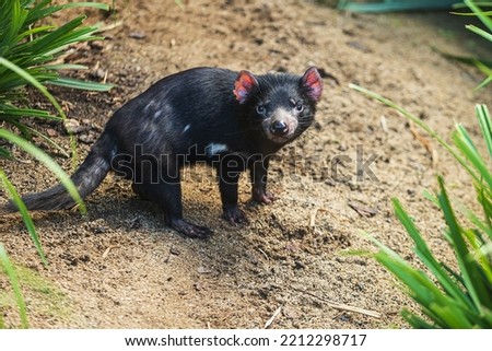 Tasmanian devil (Sarcophilus harrisii) interesting predatory animal