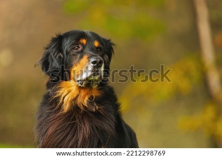 dog hovawart gold and black autumn portrait