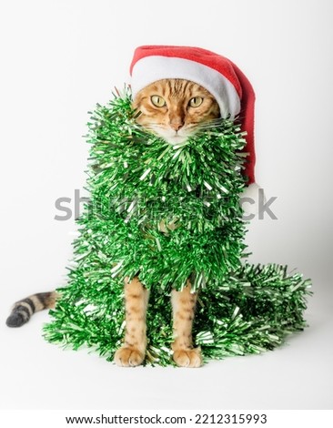 Christmas cat wearing a santa hat and wrapped in green ribbon, tinsel or garland. Cat - Christmas tree on a white background.