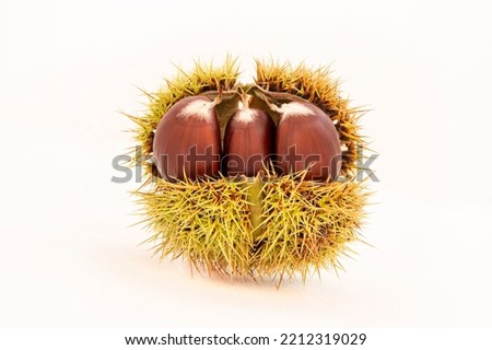 Fresh chestnut in its shell with thorns in autumn Royalty-Free Stock Photo #2212319029