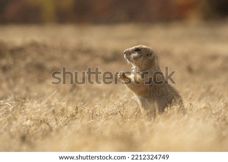 Prairie dogs in the Wichita Mountains Wildlife Refuge in the fall, autumn