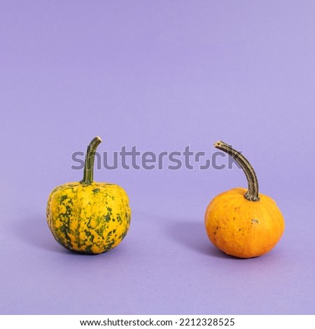 Two pumpkins on bright purple background with copy space. Minimal autumn concept. Creative layout for Halloween, Thanksgiving holiday season. Fall idea with modern colors.