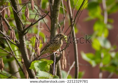 The female cirl bunting, Emberiza cirlus, standing on a branch holding in its beak a grasshopper and a green caterpillar, protein food for its young in the nest. Spring in Europe, maj.