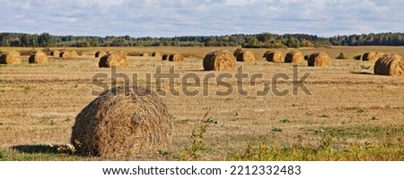 A lot hay bales in the European autumn field panorama