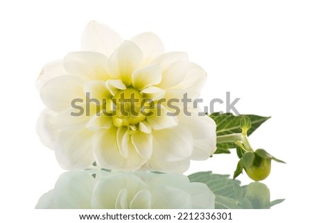 Macro white dahlia isolated over white background