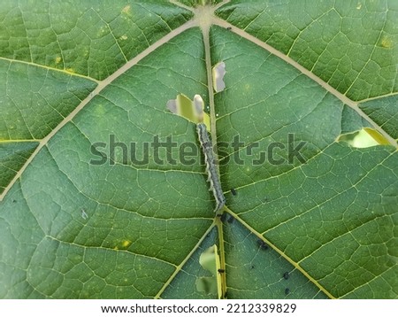 Close up on a caterpillar of cotton bollworm or corn earworm, feeding on a leaf. Helicoverpa armigera larva eating paulownia leaves. Agricultural pest. Insects crop damage. Royalty-Free Stock Photo #2212339829