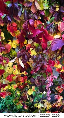 Multicoloured lady’s grape autumn leaves hanging down over the wall