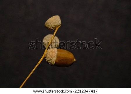 Autumn picture acorns with intense colors