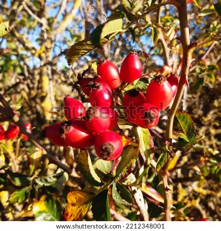 Wild rose hips ( latin name Rosa acicularis ) during autumn sunny day in Luton, Bedfordshire, England. Large rose hips. Autumn background
