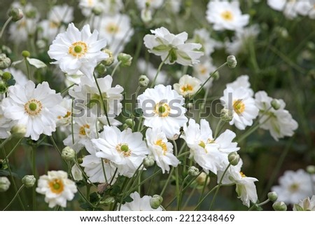 Japanese anemone 'Whirlwind' in flower.  Royalty-Free Stock Photo #2212348469