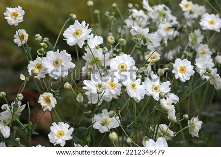 Japanese anemone 'Whirlwind' in flower.  Royalty-Free Stock Photo #2212348479