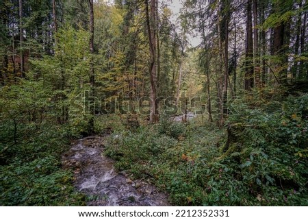 Small river in a forest