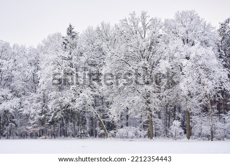 Beautiful Winter landscape, Trees and field covered with snow