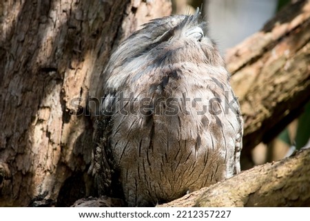  close up of a tawny frogmouth in a tree