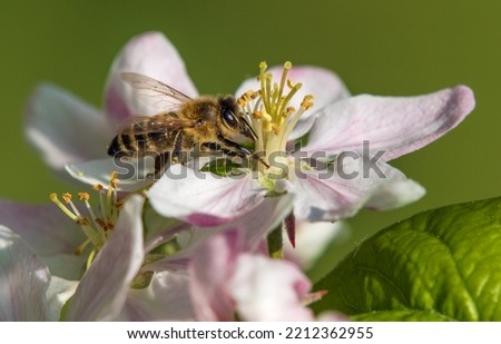 bee or honeybee in Latin Apis Mellifera, european or western honey bee sitting on apple tree flower Royalty-Free Stock Photo #2212362955