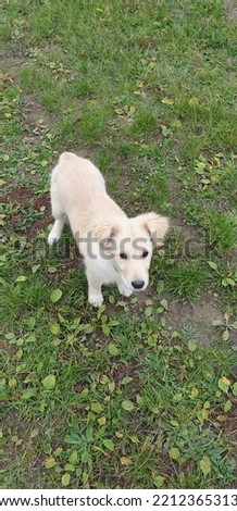 Golden retriever puppy playful and carefree in nature on lawns and fields by water and cycling, completely natural