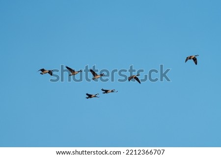 Canada goose flying gracefully, The Canada goose is a large wild goose with a black head and neck, white cheeks, white under its chin, and a brown body.  Royalty-Free Stock Photo #2212366707