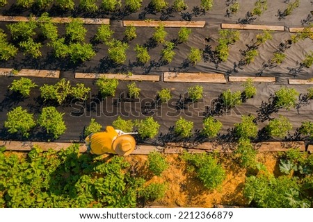 Girl in a straw hat is standing in the middle of her beautiful green garden, covered in black garden membrane, view from above. A woman gardener is watering the plants with watering can, drone view. Royalty-Free Stock Photo #2212366879