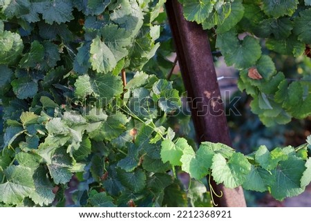 Close-up view of mature grapevine branches and leaves at the end of harvest season and view of the support structure.