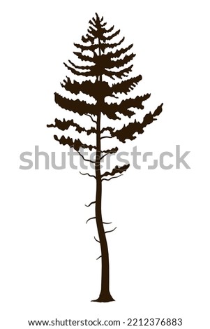 pine tree plant forest silhouette