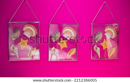 Photo frames with sea shells and sea stars on the pink wall background. Seashells in framed pictures on the wall. Interior for the home. Decorating house. Nobody, selective focus