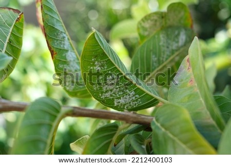 Aphids on the Guava leaves. Royalty-Free Stock Photo #2212400103