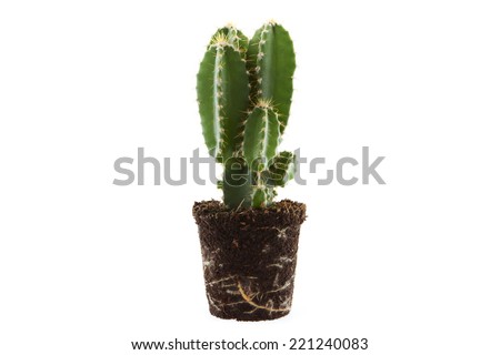 Cactus isolated on white background without a pot Royalty-Free Stock Photo #221240083
