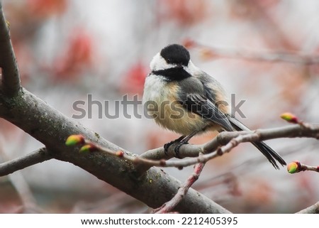 Chappy the Chickadee.  Black Capped Chickadee (Poecile atricapillus). He sits, he cheeps, he chirps, and other bird activities. Horizontal, landscape, background Royalty-Free Stock Photo #2212405395