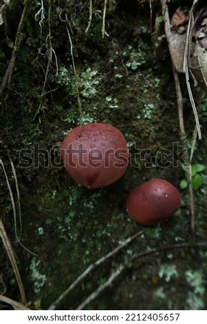 Red purple bolete mushroom on natural forest floor background