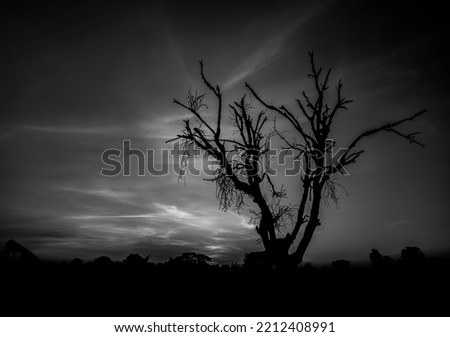 scary black dry leafless tree with a dark cloud sky atmosphere. scary horror tree nature background for theme