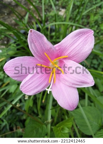 The soil lotus or Wan Khun Phaen pink is blooming in the garden.