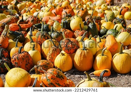 Warty Goblin F1 Hybrid pumpkins