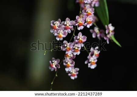 Beautiful orchid flower Oncidium Twinkle Pink Profusion Royalty-Free Stock Photo #2212437289