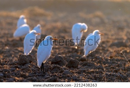 cattle egret isolated in blur background, egret on the ground , The cattle egret is a cosmopolitan species of heron found in the tropics, subtropics, and warm-temperate zones Royalty-Free Stock Photo #2212438263