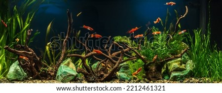 Freshwater aquarium with snags, green stones, tropical fish and water plants. Royalty-Free Stock Photo #2212461321